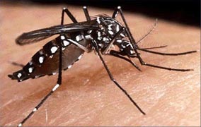 Denuncian brote de dengue en Estero Hondo y Villa Isabela